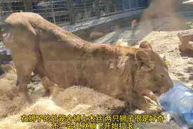 果然视频丨动物视界80——世界狮子日，看动物园狮子的幸福生活图片