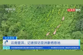 云南亚洲象在田里吃自助餐视频封面