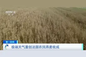 极端天气重创法国燕麦收成！有农场主预计今年减产五成图片