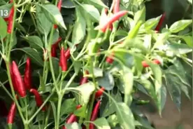 河南、贵州等地辣椒丰收 产量高价格高 农民增收农业增效图片