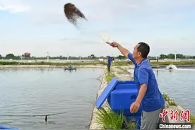 金融赋能“中国海鲜美食之都” 湛江渔业生机勃勃图片