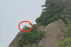 游客在黄山拍到珍稀动物云豹？景区：当地曾有云豹，但它会远离人群图片