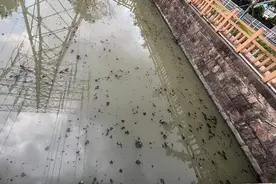 河道还有“盲肠段”？上海这些水体反复黑臭居民难忍，如何才能根治？图片