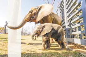 武汉动物园首次成功繁育非洲象 邀你给它来取名图片