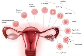 女性高龄备孕问题多，济南青华医院专家：应做好卵巢功能评估图片