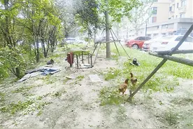亳州：路边绿化带养鸡又种菜 有关部门将开展排查整治图片