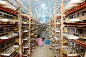 湘潭县：特色鹌鹑养殖 助农增收致富图片