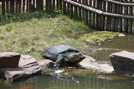 只剩两只公的，它们是最孤独的动物吗？图片