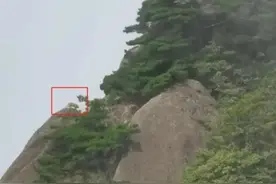 游客在黄山拍到珍稀动物云豹？专家初步判断是……图片