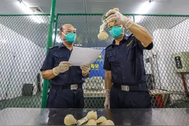 海关查获10个挂有袋鼠睾丸工艺品钥匙扣：系我国禁止携带、寄递进境产品图片