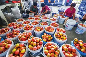 果农正在分拣苹果图片