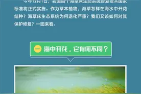 科普图解｜在海水中开花结种，这样的“海底草原”如何保护？图片