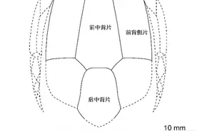 广东沟鳞鱼图片