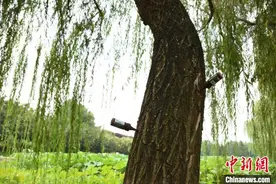 “中国食品名城”如何破解“飞絮烦恼”？图片