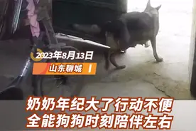 开门、推车、叼砖、提篮子，全能狗狗时刻陪伴奶奶左右图片