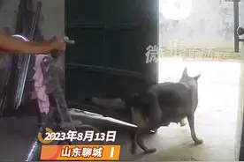 开门、推车、叼砖、提篮子，全能狗狗时刻陪伴奶奶左右图片