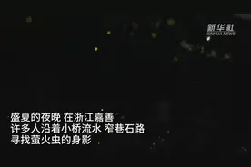 以萤光点亮生态之美——萤火虫回“嘉”记图片