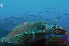 以前所未有的力度保护和治理 我国海洋生态健康状况整体改善图片