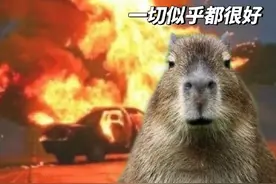 水豚怎么成网红了？网友：主打一个“情绪稳定”图片