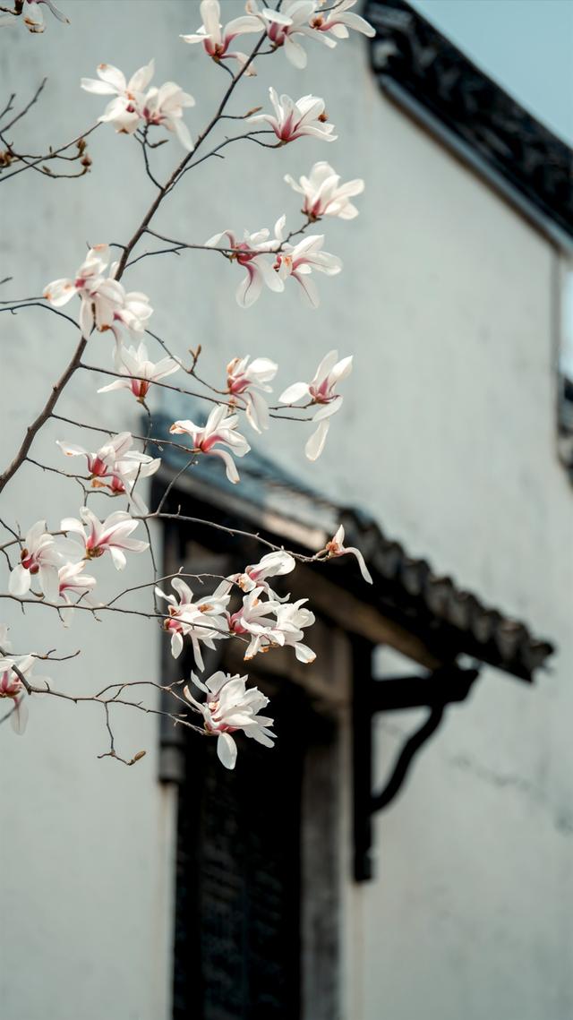 春日赏花｜盛花期！一键解锁最美出行路线