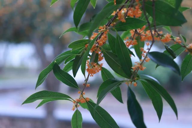 点 击 ↑ 看莲都的秋天