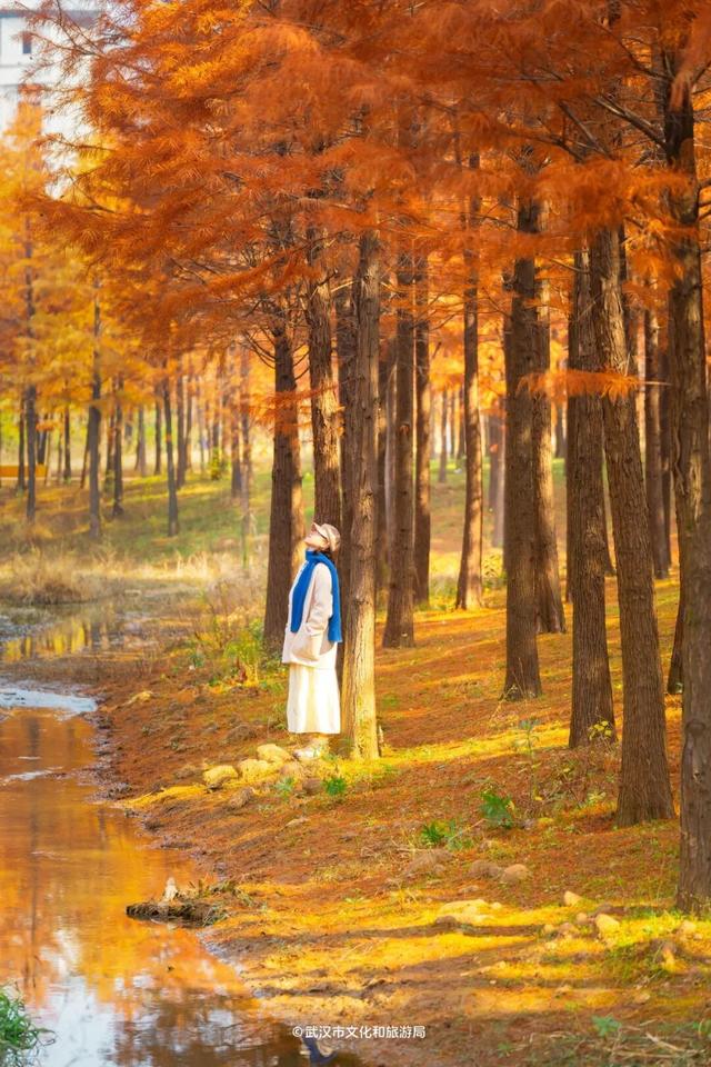 武汉这片杉树林，喀纳斯啊你！