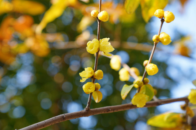 太仓“中式美学天花板”，要来了！
