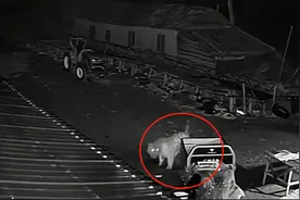 有老虎闯入村民院内咬死羊和狗，或是一只刚“分家”的小东北虎图片