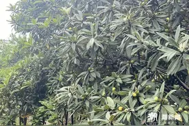 塘栖枇杷有望增产三成！“大棚果”五一上市，“农家果”售价会便宜图片
