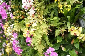 爱上海|五一假期来打卡！上海温室花园兰花展芬芳满园视频封面