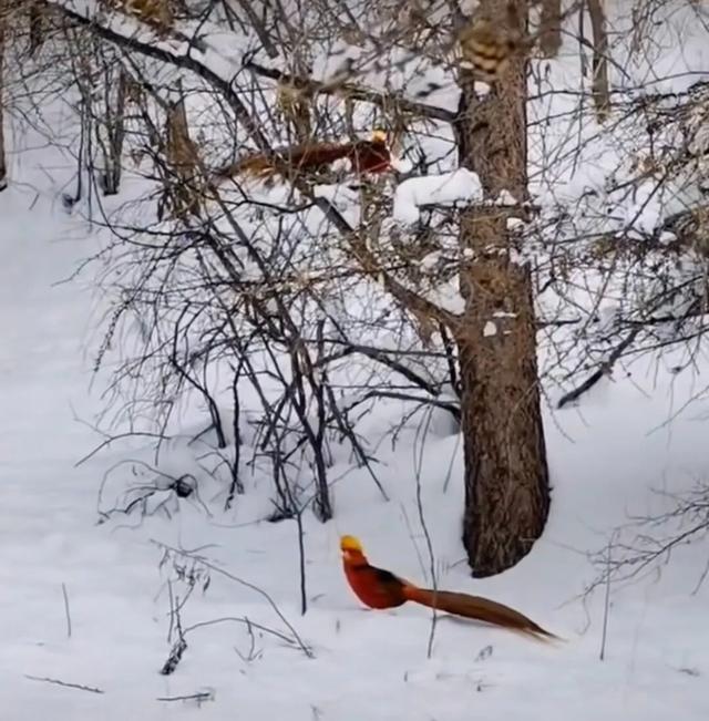 太白山之中国水墨画篇