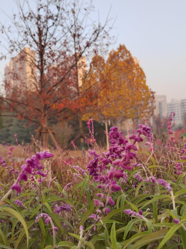 “山东邂逅美”摄影大赛｜枣庄市高新区：人才公园美景多