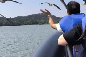 500只大雁定居武汉东湖：可听指挥为游客伴飞，飞行速度60码，能“悬停”游客手上图片