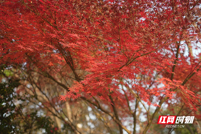 晴暖末班车！株洲神农湖彩叶美景别错过