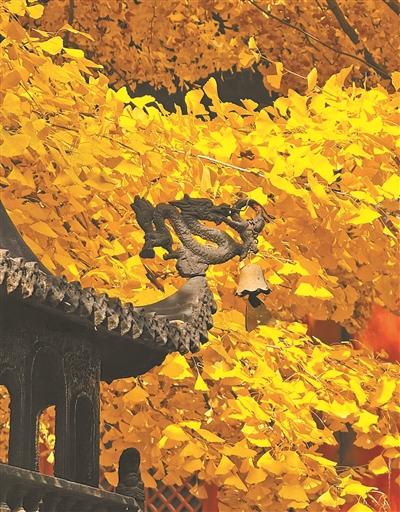 这道金黄的绝美秋景里藏着古韵京华