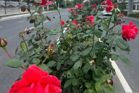 芜湖的秋天繁花似锦图片