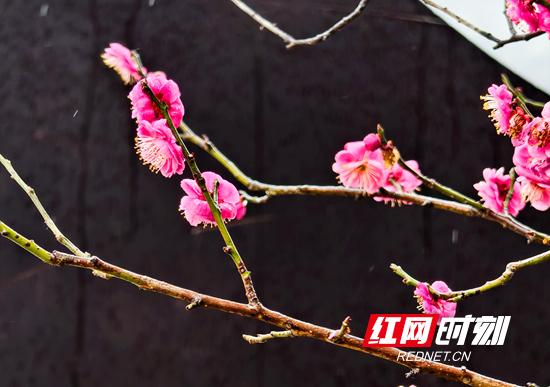 张家界市武陵源区：梅花雨中绽放 幽香四溢 （组图）