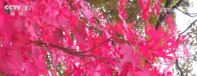 秋日“限定版”美景催热赏秋游 消费市场释放高质量发展新潜力