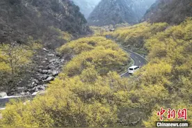 河南西峡：山茱萸花开金灿灿图片