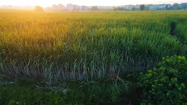 玩起来！在衢江光明正大“偷”甘蔗