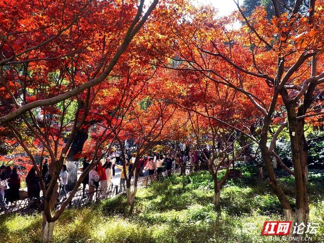 红叶漫染爱晚亭，今年岳麓山的枫景，是否能进你的心尖榜？