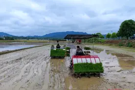 两人一天的工夫  十多分钟搞定  市农科院下乡推广水稻机插秧技术图片