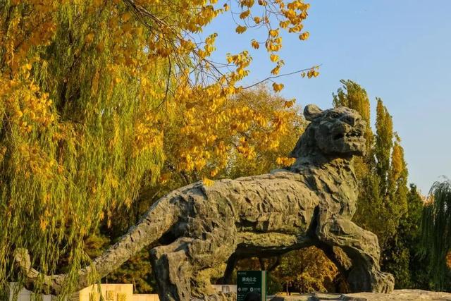 当立冬遇见金秋，北京动物园赏秋打卡攻略