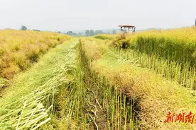 油菜机收助增收图片