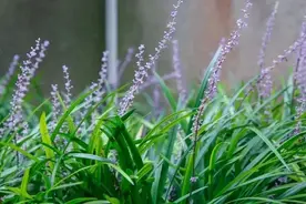 划重点！上财2025硕士研究生招生简章发布→图片