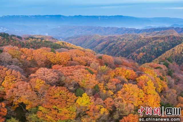 广元旺苍“红叶经济”为文旅产业发展注入持续强劲动力