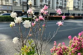 矮生玉兰“住进”上海街头花箱，花开似繁星图片
