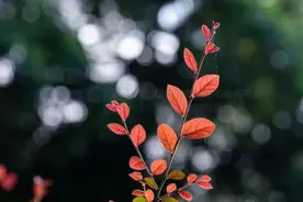 【佛慈养生】入秋专属“地黄丸”图片