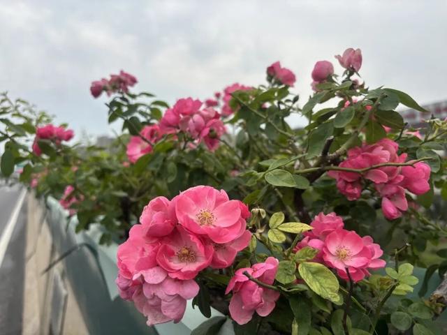 这边风景“郑”好（三）：花海成景 节日色彩分外浓