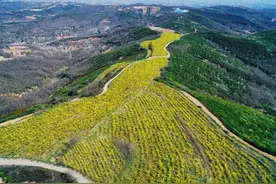 铜川市印台区：连翘花开促增收 群山尽带“黄金甲”图片